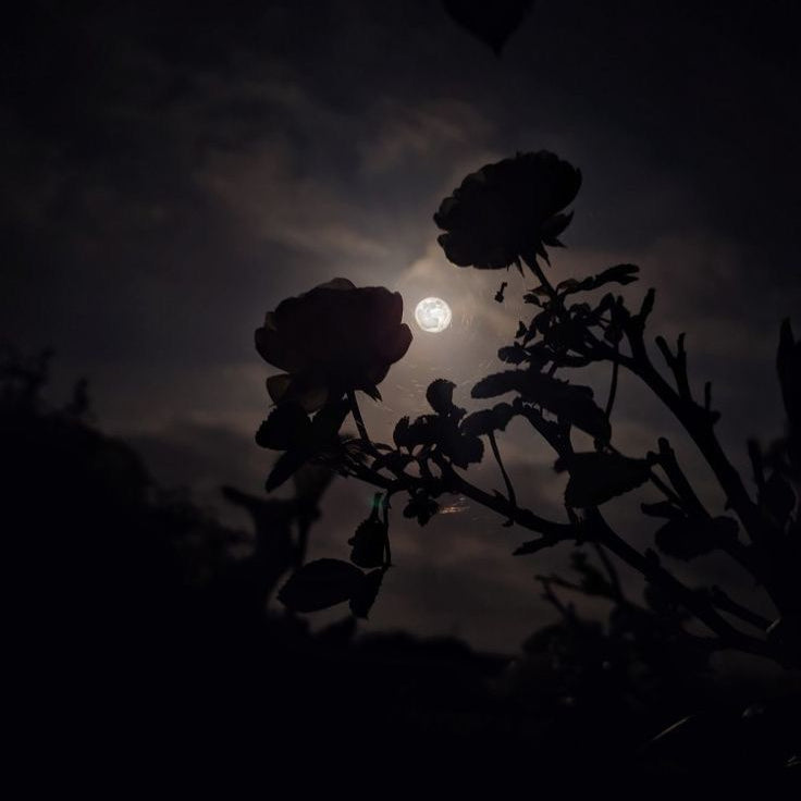 ミュージシャン CDL TOKYO Body Mist / Moonlit Rose PRE-ORDER] CDL Body Mist / Moonlit Rose – CDL TOKYO